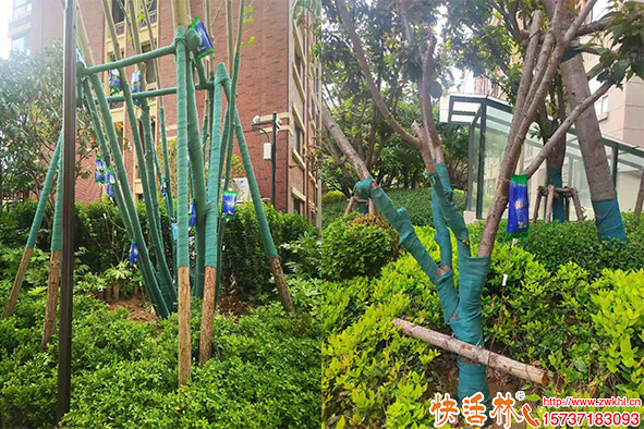 城市綠化營養液選用指南 綠化樹木營養液哪個好？