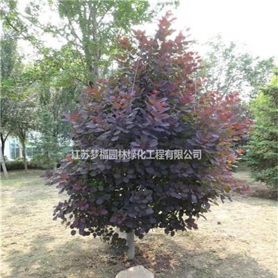 紅櫨4 最新圖片賞析、報價參考與園林綠化應用指南
