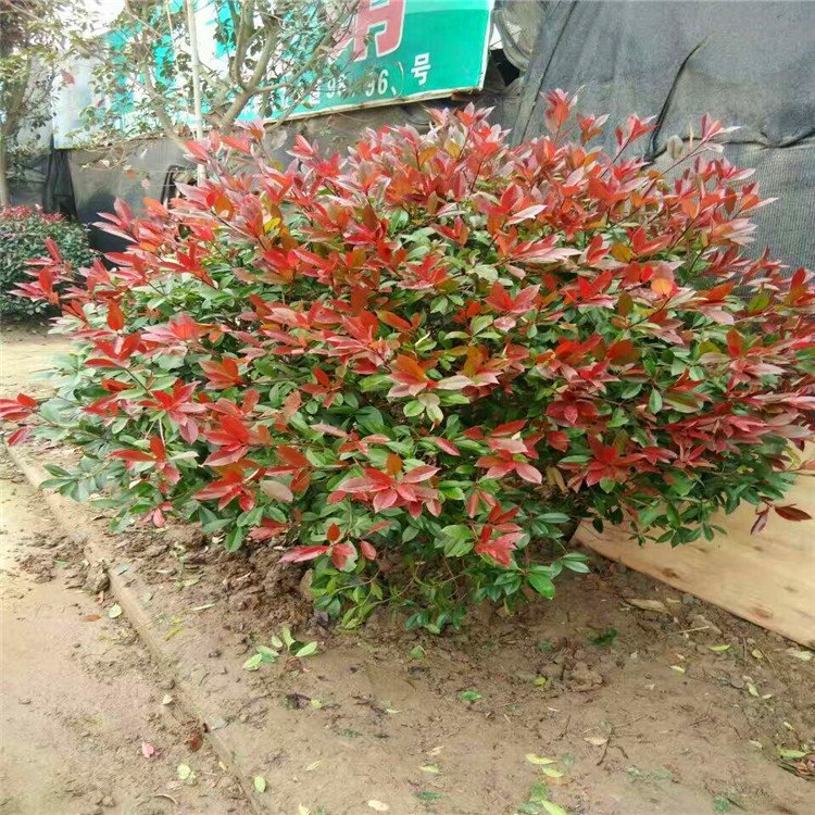 紅葉石楠 市政園林與道路綠化的優選樹種